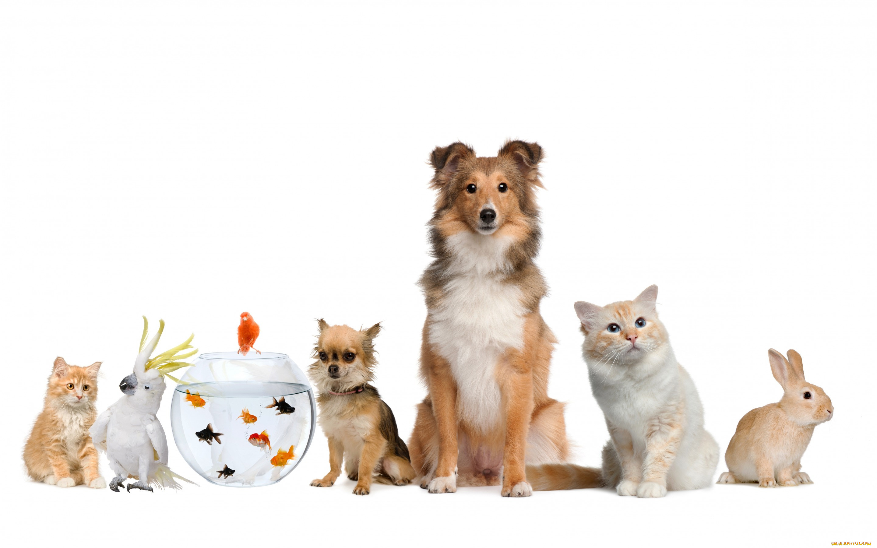 ,  , fish, , parrot, cat, , , dog, , , rabbit